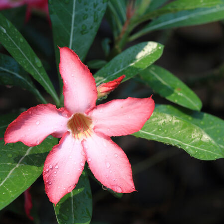 pink flowers with water drops on petal, desert rose flowersの写真素材