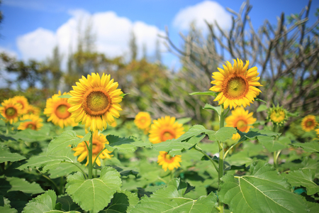 beautiful sunflower blooming in gardenの写真素材