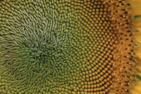 closeup beautiful sunflower blooming in gardenの写真素材