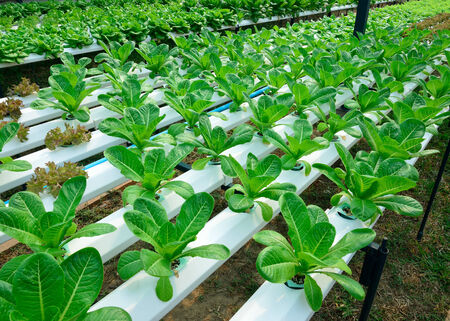 green lettuce, cultivation hydroponics green vegetable in farmの写真素材