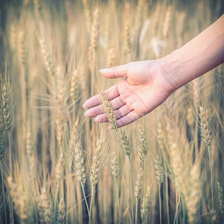 hand woman touch barley field of agriculture rural sceneの写真素材