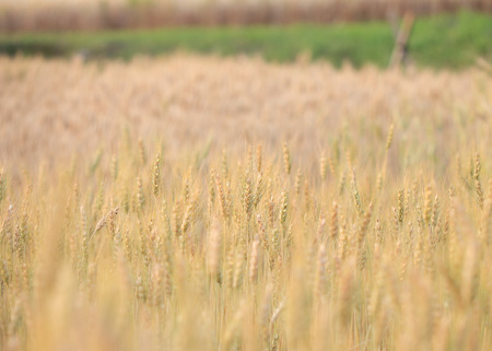 barley field of agriculture rural sceneの写真素材