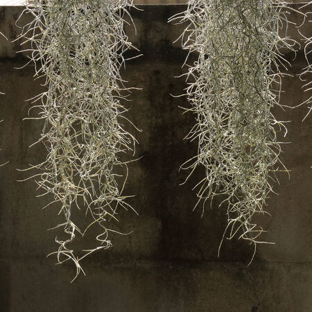 home decorated garden with spanish moss hanging strandの写真素材