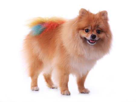 brown pomeranian dog grooming colorful tail isolated on white , cute pet in homeの写真素材