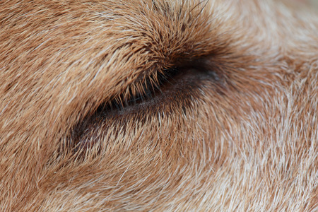 closeup dog eyeの写真素材