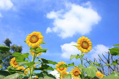 beautiful sunflower blooming in gardenの写真素材