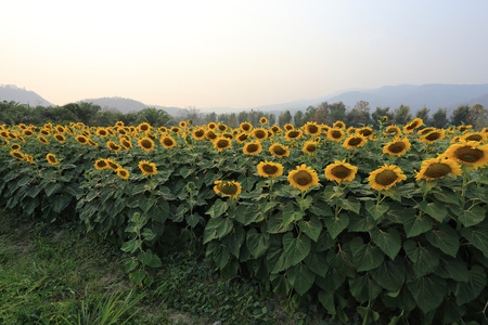 beautiful sunflower blooming in gardenの写真素材