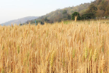 barley field of agriculture rural scene, golden rice fieldsの写真素材
