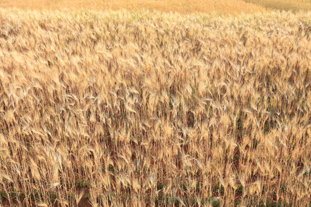 barley field of agriculture rural sceneの写真素材