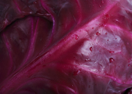 texture of red cabbage with water dropsの写真素材