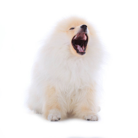 White pomeranian puppy dog isolated on white backgroundの写真素材