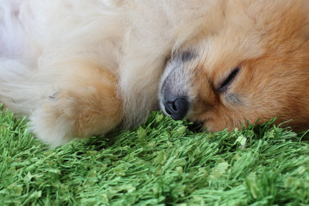 pomeranian dog sleepingの写真素材