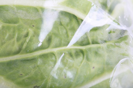 chinese cabbage wrapped in a plastic bagの写真素材