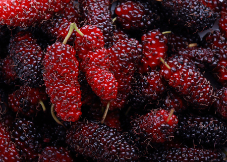 mulberry fruit