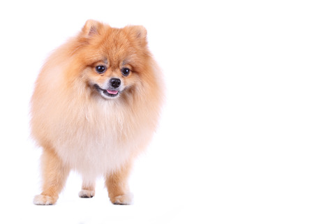 pomeranian dog isolated on white background, cute pet in homeの写真素材