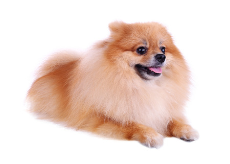 pomeranian dog isolated on white background, cute pet in homeの写真素材