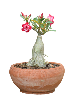 flower in  potted plant isolated on white backgroundの写真素材