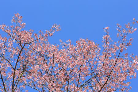 Beautiful pink flowers, cherry blossomの写真素材