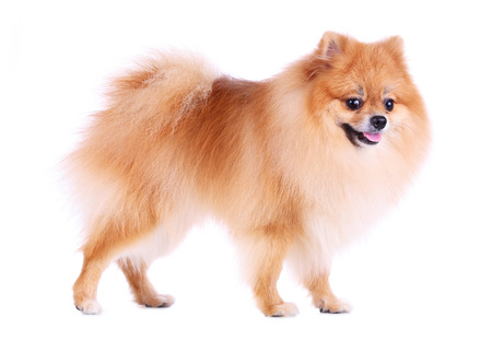 pomeranian dog isolated on white background, cute pet in homeの写真素材