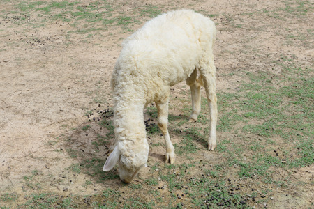 sheep in animal farmの写真素材