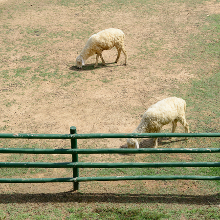sheep in animal farmの写真素材