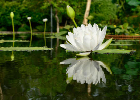 waterlily, lotus flower in pondの写真素材