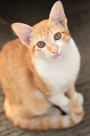 cat looking at the cameraの写真素材