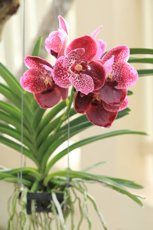 Orchid tropical flowers in gardenの写真素材