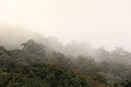mountains under mist in the morning forest