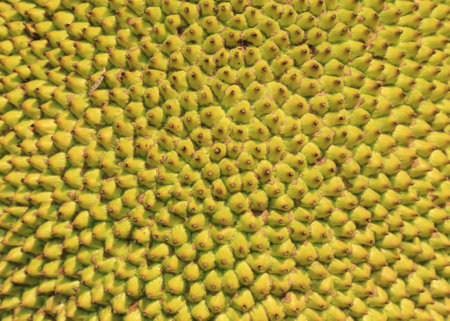 Jack fruit surface peel texture