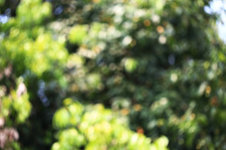 abstract green natural light bokeh backgroundの写真素材