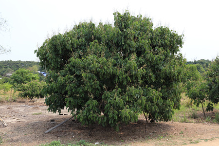 longan fruit tree of agricultureの写真素材