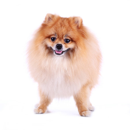 pomeranian dog smile on white background, cute pet in homeの写真素材