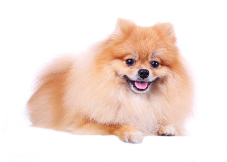 pomeranian dog isolated on white background, cute pet in homeの写真素材