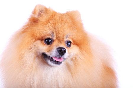 pomeranian dog cute pet in homeの写真素材