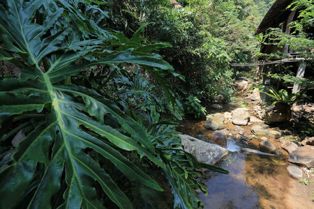 water flowing in natural small riverの写真素材