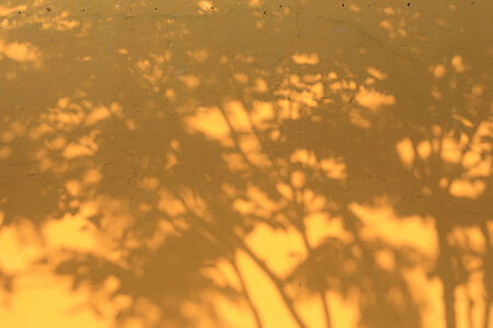 shadow of tree on yellow mortar wallの写真素材