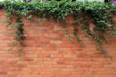brick wall and green leaf Ivyの写真素材