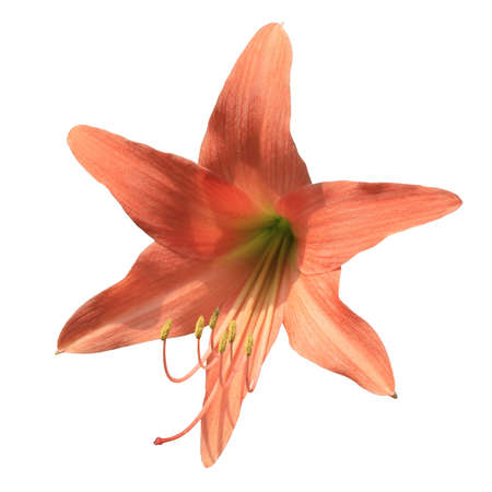 orange flower isolated on white backgroundの写真素材