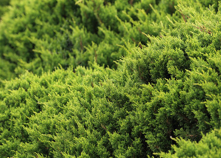 green leaf nature background in the forestの写真素材