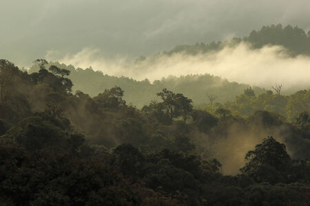 jungle forest and mountain with mist in natureの写真素材