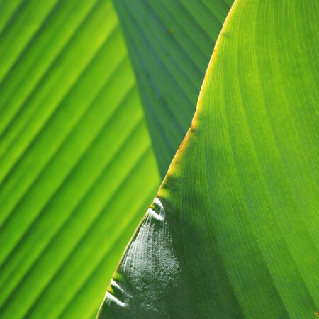 green leaf nature texture backgroundの写真素材