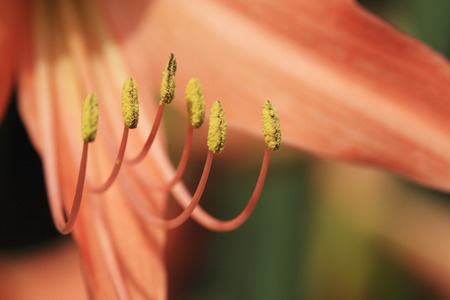 yellow pollen of orange flower in nature の写真素材