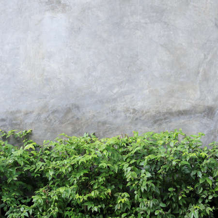 cement wall texture background with green leafの写真素材