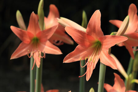 orange flower in gardenの写真素材