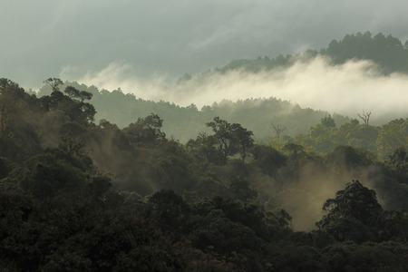 jungle forest and mountain with mist in natureの写真素材