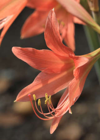 yellow pollen of orange flower in natureの写真素材