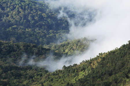 jungle forest and mountain with mist in natureの写真素材