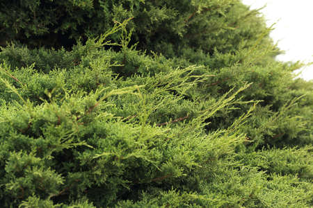 green leaf nature background in the forestの写真素材