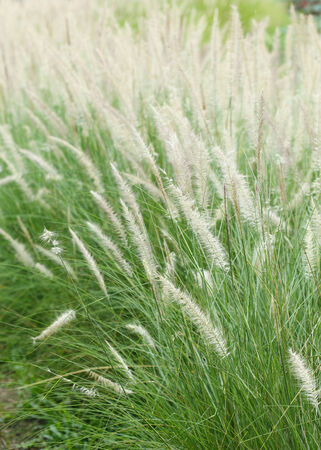 white flower in green grass meadowの写真素材